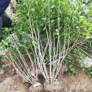 高度200厘米丛生丁香