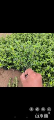 高度20厘米六月雪