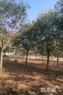 10公分大叶女贞