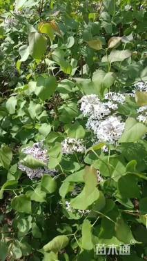 高度50厘米丁香