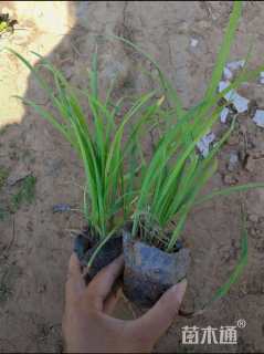 高度22厘米麦冬