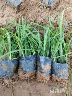 高度35厘米麦冬