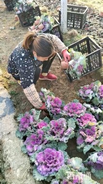 高度30厘米羽衣甘蓝