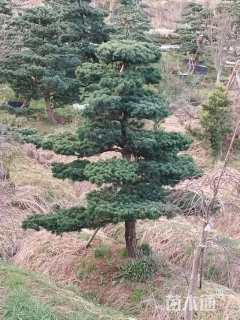 10公分造型五针松