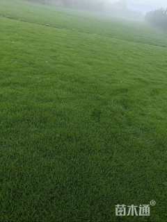 草卷状四季青草坪