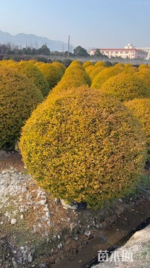 冠幅100厘米亮晶女贞球