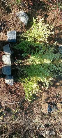 高度30厘米亮晶女贞小苗