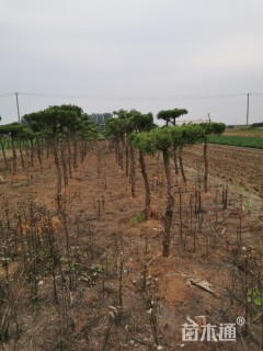 造型龙柏