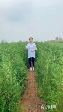 高度80厘米侧柏