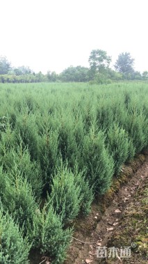 高度150厘米桧柏