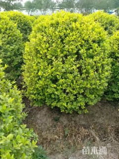 冠幅100厘米金叶女贞球