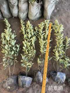 高度40厘米金边黄杨