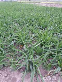 高度20厘米红色海盗萱草