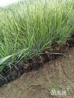 高度11厘米粉黛乱子草