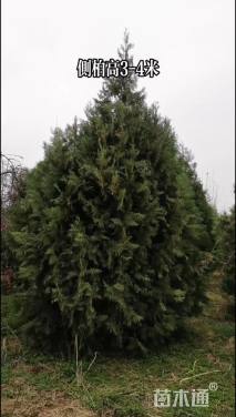 高度300厘米侧柏