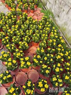 高度20厘米长寿花