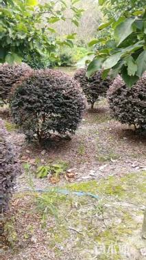 冠幅150厘米红花继木球