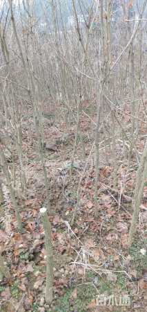 高度150厘米银杏小苗