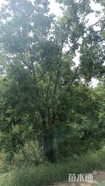 移栽苗丛生乌桕