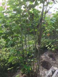 高度160厘米木芙蓉