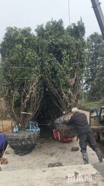 高度450厘米砂糖桔