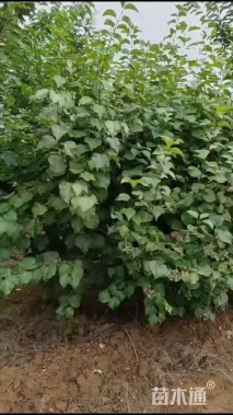 高度150厘米丛生丁香