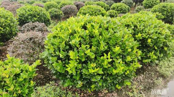 冠幅80厘米金森女贞球