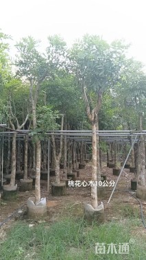 10公分桃花心木