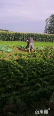 高度15厘米麦冬