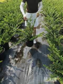 高度50厘米小叶蚊母