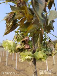 14公分须磨浦普贤象樱