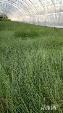 高度20厘米粉黛乱子草