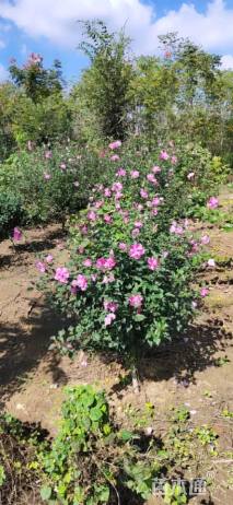高度150厘米木槿