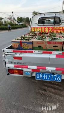 高度30厘米金边玉簪