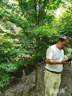 6公分鸡爪槭