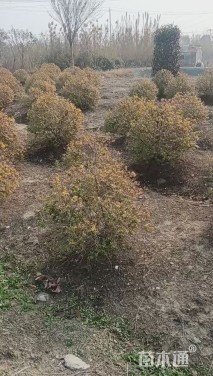 高度90厘米六道木