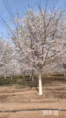 16公分染井吉野樱