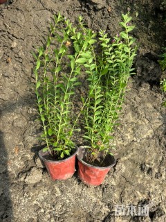 高度20厘米满天星