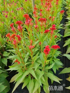 高度30厘米鸡冠花