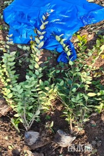 高度50厘米金森女贞