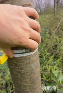 12公分红粉佳人樱