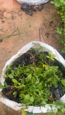 高度20厘米遍地黄金