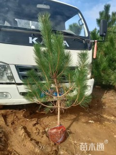 高度150厘米黑松