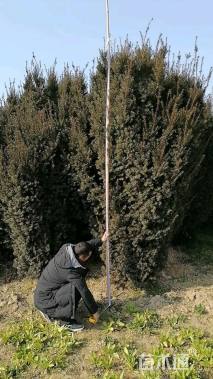 高度270厘米曼地亚红豆杉