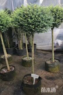 3公分造型川滇蜡树