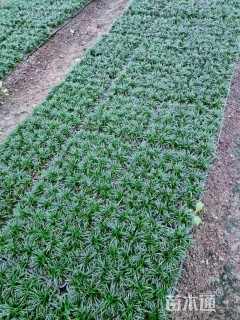 高度100厘米红瑞木