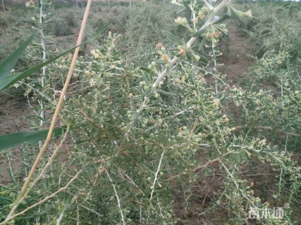 高度60厘米黑枸杞