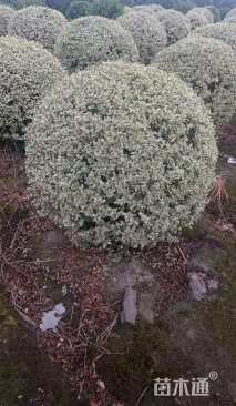 基地大量出售冠幅150厘米银基小腊球