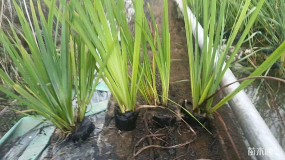 高度20厘米水生鸢尾