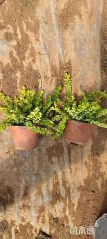 高度10厘米金钱草